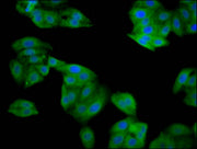 Immunofluorescence staining of HepG2 cells with CSB-PA022673LA01HU at 1:133, counter-stained with DAPI. The cells were fixed in 4% formaldehyde, permeabilized using 0.2% Triton X-100 and blocked in 10% normal Goat Serum. The cells were then incuba...