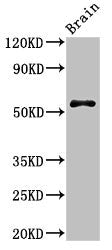 Western Blot Positive WB detected in: Mouse brain tissue All lanes: SRP54 antibody at 3µg/ml Secondary Goat polyclonal to rabbit IgG at 1/50000 dilution Predicted band size: 56, 51 kDa Observed band size: 56 kDa