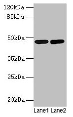 Western blot All lanes: SSB antibody at 2µg/ml Lane 1: Mouse liver tissue Lane 2: Mouse brain tissue Secondary Goat polyclonal to rabbit IgG at 1/10000 dilution Predicted band size: 47 kDa Observed band size: 47 kDa
