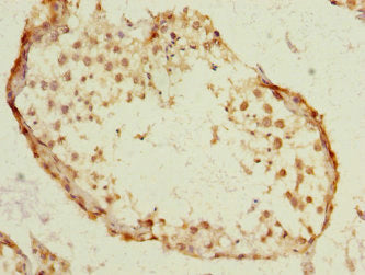 Immunohistochemistry of paraffin-embedded human testis tissue using CSB-PA022723NJ01HU at dilution of 1:100