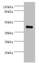 Western blot All lanes: Somatostatin receptor type 4 antibody at 8ug/ml + HepG2 whole cell lysate Secondary Goat polyclonal to rabbit IgG at 1/10000 dilution Predicted band size: 42 kDa Observed band size: 42 kDa