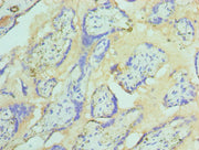 Immunohistochemistry of paraffin-embedded human placenta tissue using CSB-PA022746ESR1HU at dilution of 1:100