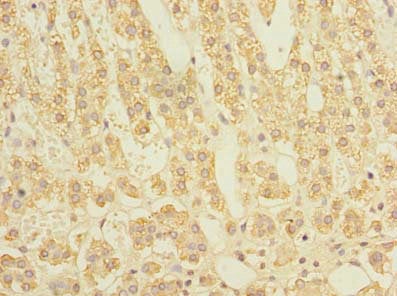 Immunohistochemistry of paraffin-embedded human adrenal gland tissue using CSB-PA022798LA01HU at dilution of 1:100