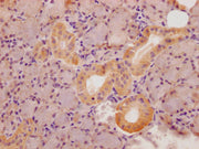 IHC image of CSB-PA022817LA01HU diluted at 1:100 and staining in paraffin-embedded human salivary gland tissue performed on a Leica BondTM system. After dewaxing and hydration, antigen retrieval was mediated by high pressure in a citrate buffer (p...