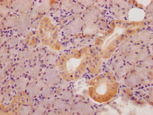 IHC image of CSB-PA022817LA01HU diluted at 1:100 and staining in paraffin-embedded human salivary gland tissue performed on a Leica BondTM system. After dewaxing and hydration, antigen retrieval was mediated by high pressure in a citrate buffer (p...