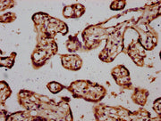 IHC image of CSB-PA022827LA01HU diluted at 1:600 and staining in paraffin-embedded human placenta tissue performed on a Leica BondTM system. After dewaxing and hydration, antigen retrieval was mediated by high pressure in a citrate buffer (pH 6.0)...