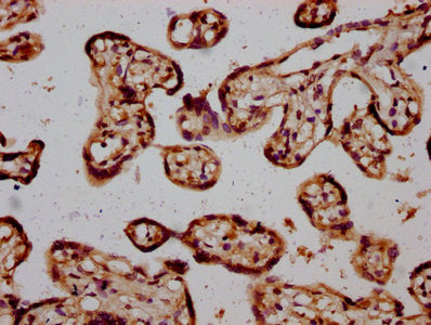 IHC image of CSB-PA022827LA01HU diluted at 1:600 and staining in paraffin-embedded human placenta tissue performed on a Leica BondTM system. After dewaxing and hydration, antigen retrieval was mediated by high pressure in a citrate buffer (pH 6.0)...