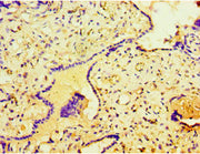 Immunohistochemistry of paraffin-embedded human placenta tissue using CSB-PA022880DSR2HU at dilution of 1:100