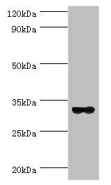 Western blot All lanes: STX11 antibody at 6ug/ml + Mouse skeletal muscle tissue Secondary Goat polyclonal to rabbit IgG at 1/10000 dilution Predicted band size: 33 kDa Observed band size: 33 kDa