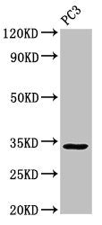 Western Blot Positive WB detected in: PC-3 whole cell lysate All lanes: STX1A antibody at 3ug/ml Secondary Goat polyclonal to rabbit IgG at 1/50000 dilution Predicted band size: 34, 30, 29 kDa Observed band size: 34 kDa