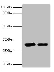 Western blot All lanes: Syntaxin-6 antibody at 2ug/ml Lane 1: Mouse brain tissue Lane 2: 293T whole cell lysaye Secondary Goat polyclonal to rabbit IgG at 1/10000 dilution Predicted band size: 29 kDa Observed band size: 29 kDa