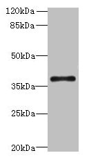 Western blot All lanes: SUCNR1 antibody at 6µg/ml + Hela whole cell lysate Secondary Goat polyclonal to rabbit IgG at 1/10000 dilution Predicted band size: 39 kDa Observed band size: 39 kDa