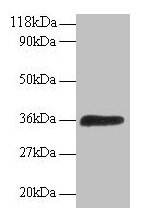 Western blot All lanes: ATP6V1E1 antibody at 2µg/ml + 293T whole cell lysate Secondary Goat polyclonal to rabbit IgG at 1/15000 dilution Predicted band size: 27, 24, 23 kDa Observed band size: 36 kDa