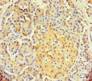 Immunohistochemistry of paraffin-embedded human pancreatic tissue using CSB-PA022989LA01HU at dilution of 1:100