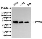Western Blot Positive WB detected in: recombinant protein All lanes:ZYP1B Antibody at 1:1000 Secondary Goat polyclonal to rabbit IgG at 1/20000 dilution Predicted band size: 37.5 kDa Observed band size: 37.5 kDa