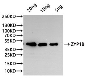 Western Blot Positive WB detected in: recombinant protein All lanes:ZYP1B Antibody at 1:1000 Secondary Goat polyclonal to rabbit IgG at 1/20000 dilution Predicted band size: 37.5 kDa Observed band size: 37.5 kDa