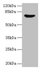 Western blot All lanes: SYN1 antibody at 12µg/ml + Mouse brain tissue Secondary Goat polyclonal to rabbit IgG at 1/10000 dilution Predicted band size: 75, 71 kDa Observed band size: 75 kDa