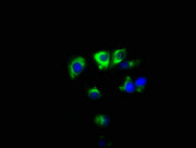 Immunofluorescence staining of MCF-7 cells with CSB-PA023023LA01HU at 1:100, counter-stained with DAPI. The cells were fixed in 4% formaldehyde, permeabilized using 0.2% Triton X-100 and blocked in 10% normal Goat Serum. The cells were then incuba...