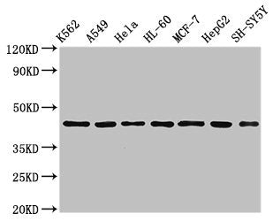 Western Blot Positive WB detected in: K562 whole cell lysate, A549 whole cell lysate, Hela whole cell lysate, HL60 whole cell lyasate, MCF-7 whole cell lysate, HepG2 whole cell lysate, SH-SY5Y whole cell lysate All lanes: TARDBP antibody at 2.5µg/...