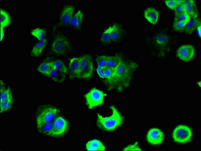Immunofluorescent analysis of MCF-7 cells using CSB-PA023159LA01HU at dilution of 1:100 and Alexa Fluor 488-congugated AffiniPure Goat Anti-Rabbit IgG(H+L)