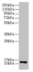 Western blot All lanes: COX6A1 antibody at 2µg/ml + EC109 whole cell lysate Secondary Goat polyclonal to rabbit IgG at 1/15000 dilution Predicted band size: 13 kDa Observed band size: 13 kDa