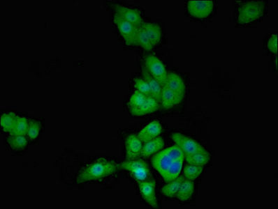 Immunofluorescent analysis of PC-3 cells using CSB-PA023245YA01HU at dilution of 1:100 and Alexa Fluor 488-congugated AffiniPure Goat Anti-Rabbit IgG(H+L)