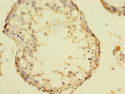 Immunohistochemistry of paraffin-embedded human testis tissue using CSB-PA023317LA01HU at dilution of 1:100