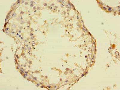 Immunohistochemistry of paraffin-embedded human testis tissue using CSB-PA023317LA01HU at dilution of 1:100