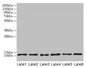 Western blot All lanes: TCTA antibody at 1.6µg/ml Lane 1: Mouse liver tissue Lane 2: Mouse gonadal tissue Lane 3: Mouse muscle tissue Lane 4: HL60 whole cell lysate Lane 5: U251 whole cell lysate Lane 6: MCF-7 whole cell lysate Secondary Goat poly...