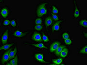 Immunofluorescent analysis of A549 cells using CSB-PA023393HA01HU at dilution of 1:100 and Alexa Fluor 488-congugated AffiniPure Goat Anti-Rabbit IgG(H+L)