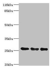 Western blot All lanes: TFAM antibody at 8µg/ml Lane 1: Jurkat whole cell lysate Lane 2: MCF-7 whole cell lysate Lane 3: A431 whole cell lysate Secondary Goat polyclonal to rabbit IgG at 1/10000 dilution Predicted band size: 30, 26 kDa Observed ba...