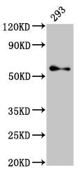 Western Blot Positive WB detected in: 293 whole cell lysate All lanes: TFE3 antibody at 2.7µg/ml Secondary Goat polyclonal to rabbit IgG at 1/50000 dilution Predicted band size: 62, 12 kDa Observed band size: 62 kDa