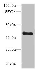 Western blot All lanes: TFEC antibody at 3µg/ml + MDA-MB-231 whole cell lysate Secondary Goat polyclonal to rabbit IgG at 1/10000 dilution Predicted band size: 39, 36, 23, 32 kDa Observed band size: 39 kDa