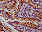 IHC image of CSB-PA023433LA01HU diluted at 1:1000 and staining in paraffin-embedded human small intestine tissue performed on a Leica BondTM system. After dewaxing and hydration, antigen retrieval was mediated by high pressure in a citrate buffer...