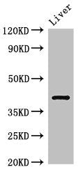 Western Blot Positive WB detected in: Rat liver tissue All lanes: TGDS antibody at 3ug/ml Secondary Goat polyclonal to rabbit IgG at 1/50000 dilution Predicted band size: 41 kDa Observed band size: 41 kDa