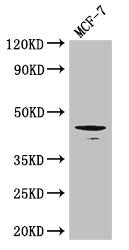 Western Blot Positive WB detected in: MCF-7 whole cell lysate All lanes: Tgfb1 antibody at 3ug/ml Secondary Goat polyclonal to rabbit IgG at 1/50000 dilution Predicted band size: 45 kDa Observed band size: 45 kDa
