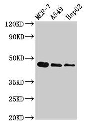 Western Blot Positive WB detected in: MCF-7 whole cell lysate, A549 whole cell lysate, HepG2 whole cell lysate All lanes: tgfb1 antibody at 3µg/ml Secondary Goat polyclonal to rabbit IgG at 1/50000 dilution Predicted band size: 45 kDa Observed ban...