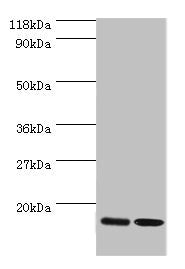 Western blot All lanes: RPL27 antibody at 2µg/ml Lane 1: EC109 whole cell lysate Lane 2: 293T whole cell lysate Secondary Goat polyclonal to rabbit IgG at 1/15000 dilution Predicted band size: 16 kDa Observed band size: 16 kDa