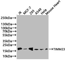Western Blot Positive WB detected in: JK whole cell lysate(20µg), MCF-7 whole cell lysate(20µg), 293 whole cell lysate(20µg), A549 whole cell lysate(20µg), Hela whole cell lysate(20µg), Mouse Heart tissue lysate(20µg) All lanes: TIMM23 antibody at...