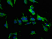 Immunofluorescence staining of U251 cells with CSB-PA023573HA01HU at 1:50, counter-stained with DAPI. The cells were fixed in 4% formaldehyde, permeabilized using 0.2% Triton X-100 and blocked in 10% normal Goat Serum. The cells were then incubate...