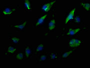 Immunofluorescence staining of U251 cells with CSB-PA023573OA01HU at 1:50, counter-stained with DAPI. The cells were fixed in 4% formaldehyde, permeabilized using 0.2% Triton X-100 and blocked in 10% normal Goat Serum. The cells were then incubate...