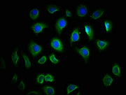 Immunofluorescence staining of A549 cells with CSB-PA023605LA01HU at 1:166, counter-stained with DAPI. The cells were fixed in 4% formaldehyde, permeabilized using 0.2% Triton X-100 and blocked in 10% normal Goat Serum. The cells were then incubat...