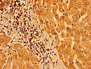 Immunohistochemistry of paraffin-embedded human liver tissue using CSB-PA023622LA01HU at dilution of 1:100