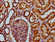 IHC image of CSB-PA023625LA01HU diluted at 1:200 and staining in paraffin-embedded human kidney tissue performed on a Leica BondTM system. After dewaxing and hydration, antigen retrieval was mediated by high pressure in a citrate buffer (pH 6.0)....