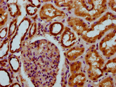 IHC image of CSB-PA023625LA01HU diluted at 1:200 and staining in paraffin-embedded human kidney tissue performed on a Leica BondTM system. After dewaxing and hydration, antigen retrieval was mediated by high pressure in a citrate buffer (pH 6.0)....