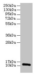 Western blot All lanes: RPLP1 antibody at 2µg/ml Lane 1: EC109 whole cell lysate Lane 2: 293T whole cell lysate Secondary Goat polyclonal to rabbit IgG at 1/15000 dilution Predicted band size: 12, 9 kDa Observed band size: 12 kDa