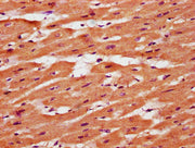 IHC image of CSB-PA023694LA01HU diluted at 1:400 and staining in paraffin-embedded human heart tissue performed on a Leica BondTM system. After dewaxing and hydration, antigen retrieval was mediated by high pressure in a citrate buffer (pH 6.0). S...