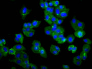 Immunofluorescence staining of HepG2 cells with CSB-PA023702LA01HU at 1:66, counter-stained with DAPI. The cells were fixed in 4% formaldehyde, permeabilized using 0.2% Triton X-100 and blocked in 10% normal Goat Serum. The cells were then incubat...