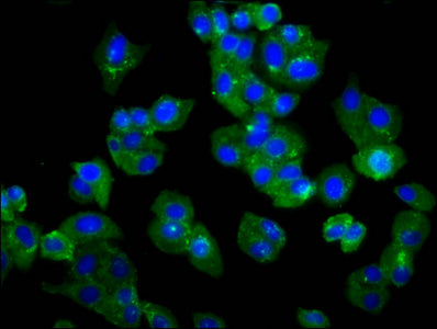 Immunofluorescence staining of HepG2 cells with CSB-PA023702LA01HU at 1:66, counter-stained with DAPI. The cells were fixed in 4% formaldehyde, permeabilized using 0.2% Triton X-100 and blocked in 10% normal Goat Serum. The cells were then incubat...