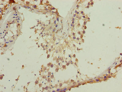 Immunohistochemistry of paraffin-embedded human testis tissue using CSB-PA023710LA01HU at dilution of 1:100